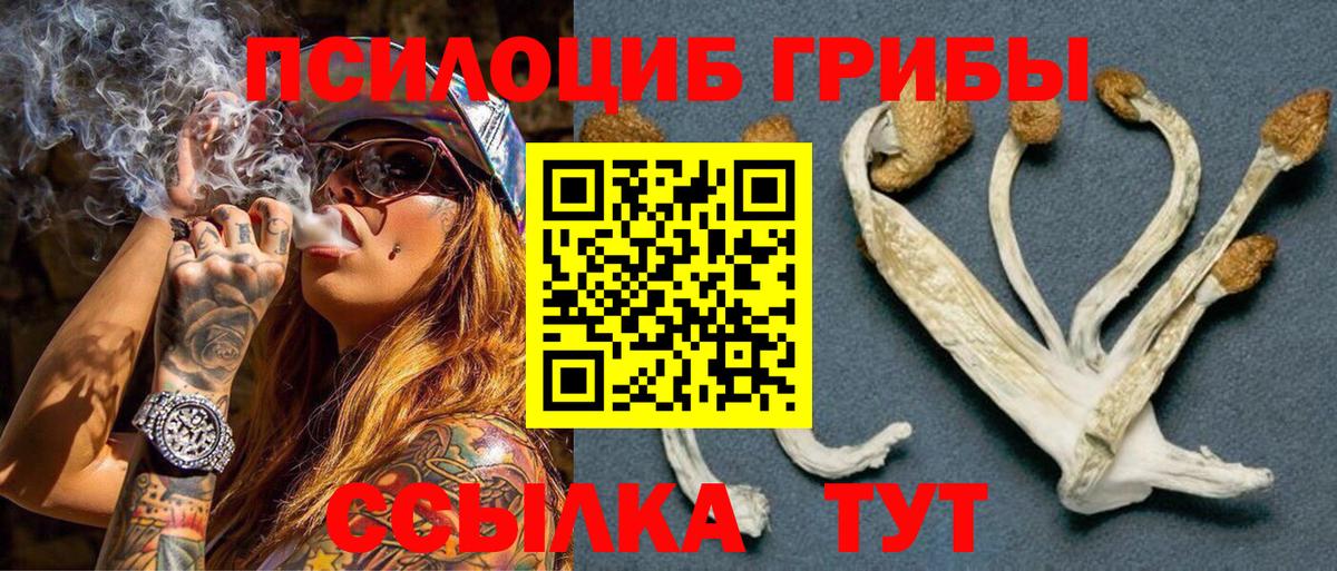 Псилоцибиновые грибы Psilocybe Чита